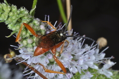 Ceropalinae