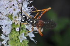 Ceropalinae
