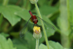 Erythrodiplax fusca