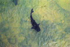 Steindachneridion melanodermatum