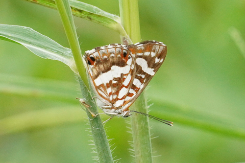 Ariconias albinus image