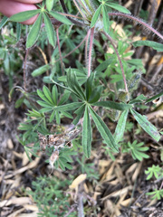 Lupinus costaricensis