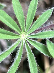 Lupinus costaricensis