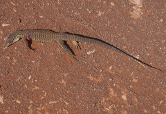 Varanus panoptes rubidus