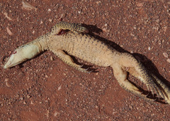Varanus panoptes rubidus