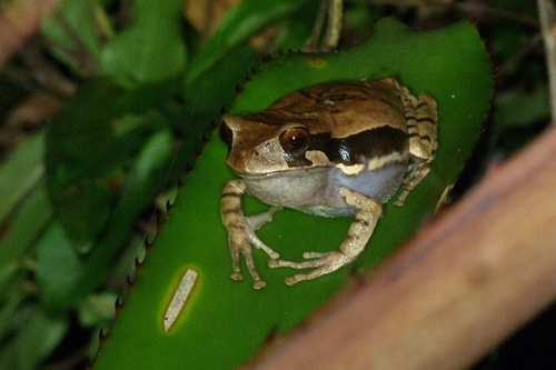 Igaracu Marsupial Frog, Gastrotheca fissipes