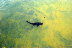 Steindachneridion melanodermatum