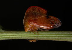 Cymbomorpha
