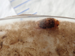 Laccophilus proximus