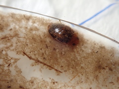 Laccophilus proximus