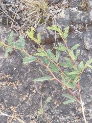 Vachellia farnesiana