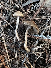 Inocybe nitidiuscula