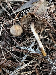 Inocybe nitidiuscula