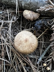 Inocybe nitidiuscula