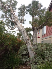 Melaleuca leucadendra