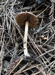 Inocybe nitidiuscula