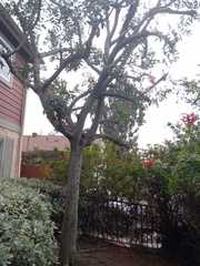 Melaleuca leucadendra