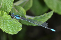 Oxyagrion ablutum