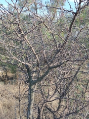Vachellia farnesiana