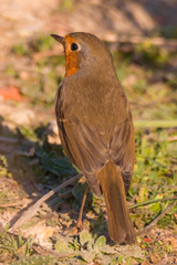Erithacus rubecula