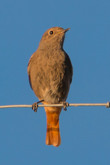 Phoenicurus ochruros