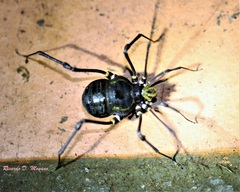 Geraeocormobius sylvarum