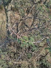 Vachellia farnesiana