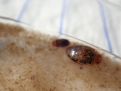 Laccophilus proximus