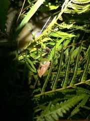 Dendropsophus sanborni