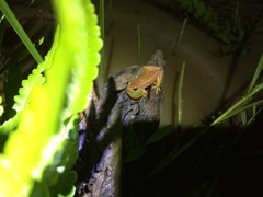 Dendropsophus sanborni