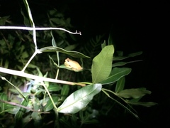 Dendropsophus minutus