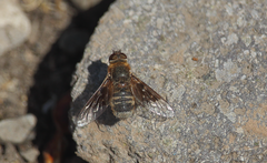 Paravilla hypoxantha