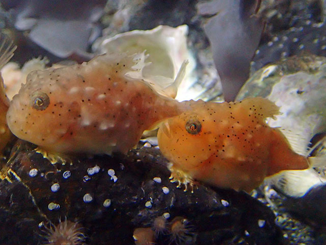 Ballon Lumpfish