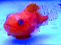 Ballon Lumpfish photo 2