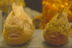 Ballon Lumpfish photo 4