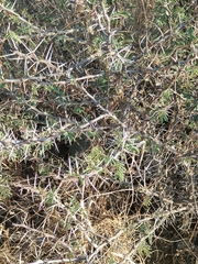 Vachellia farnesiana