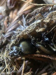 Scaphinotus interruptus