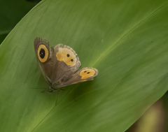 Ypthima aphnius