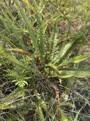 Nephrolepis flexuosa