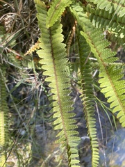 Nephrolepis flexuosa