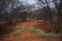 Acacia aneura