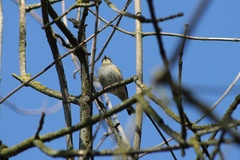Setophaga coronata