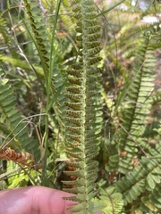 Nephrolepis flexuosa