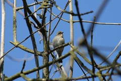 Setophaga coronata