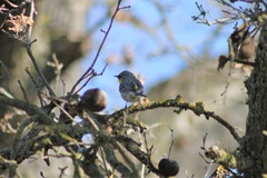 Setophaga coronata