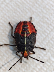 Sinopla perpunctatus