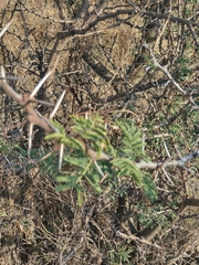 Vachellia farnesiana