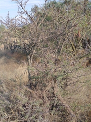 Vachellia farnesiana