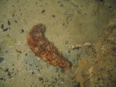 Australostichopus mollis