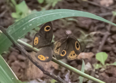 Ypthima aphnius